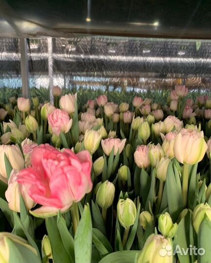 Тюльпаны к 8 марта 2024