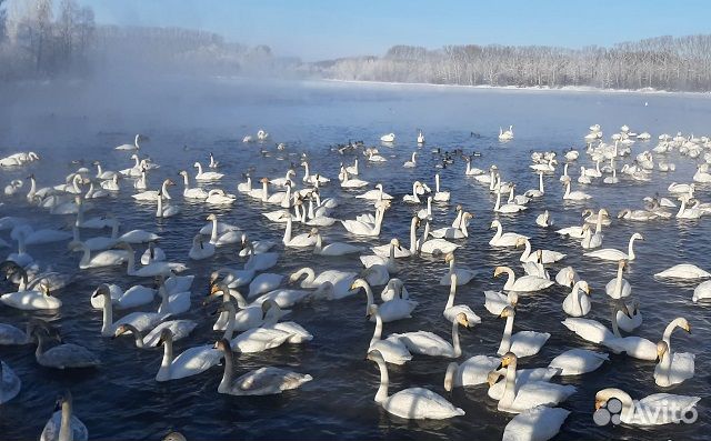 Новогодний тур в Горный Алтай