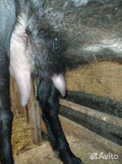 Козы и козлята