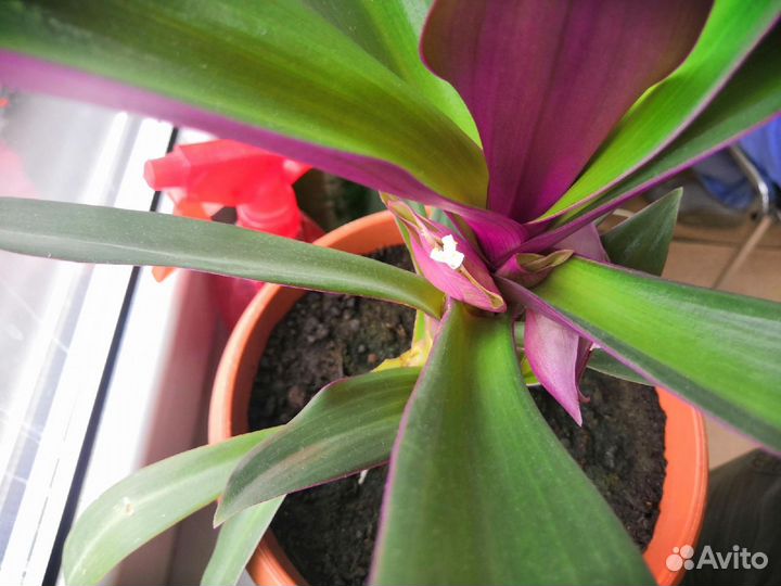 Рео или традесканция разноцветная (отросток)