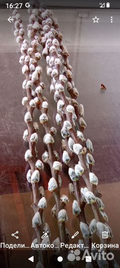 Верба букеты