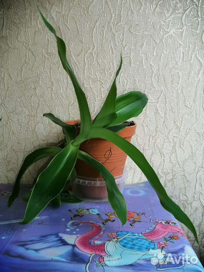 Растение золотой ус