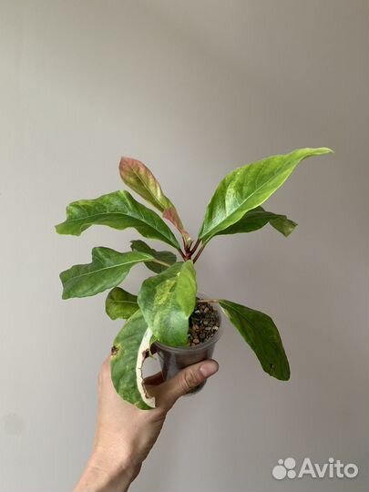 Фикус ботриокарпа