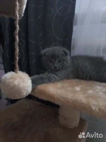 Шотландские вислоухие котята