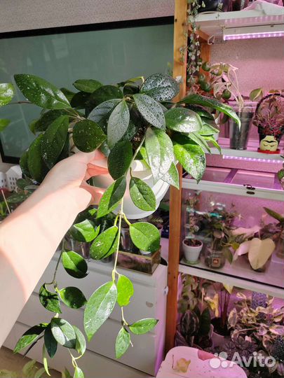 Хойя лакуноза