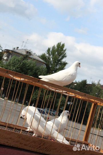 Голуби белые на праздник