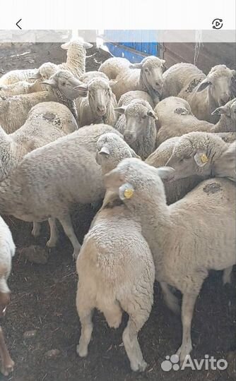 Овцы матки