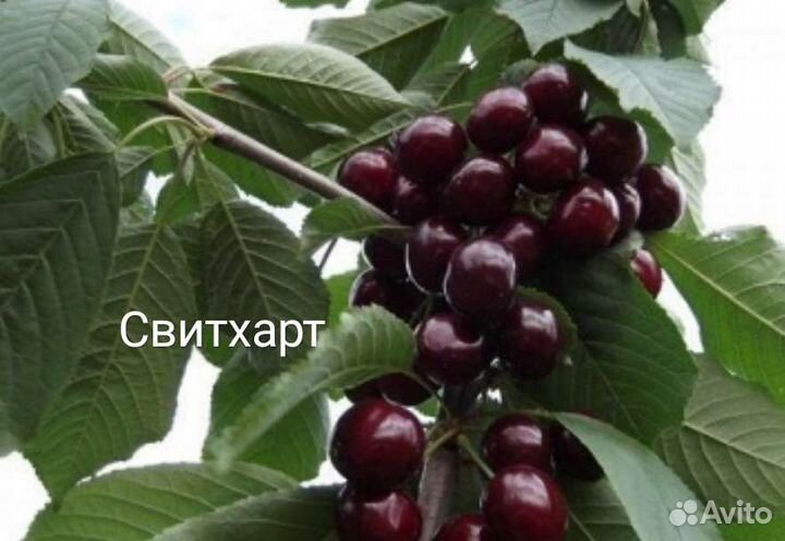 Саженцы Черешни