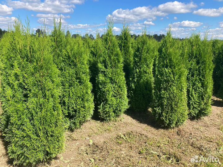 Туя Смарагд 180-200 см для ландшафтного дизайна