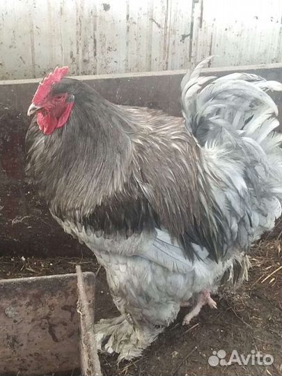 Инкубационное яйцо