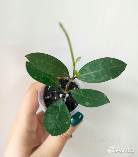 Хойя разные