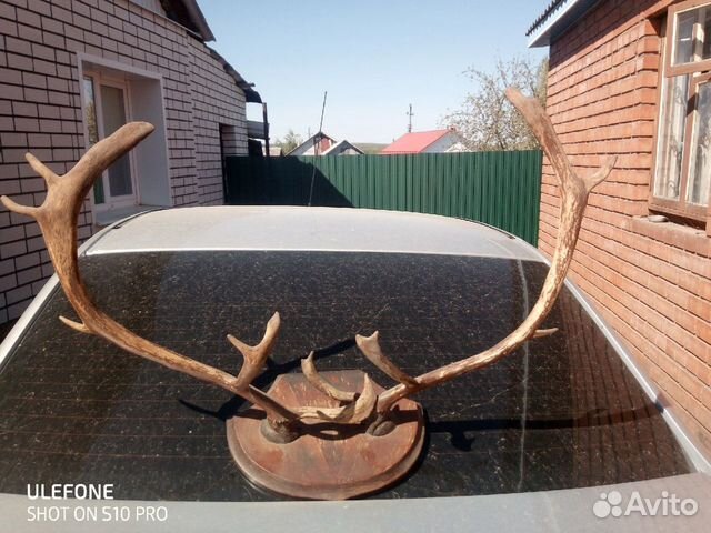 Вешалка настенная рога оленя