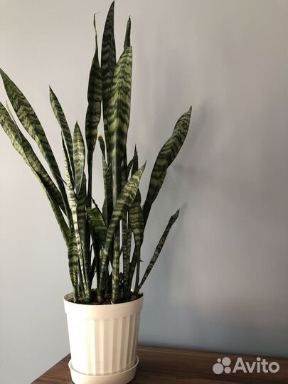 Сансевиерия