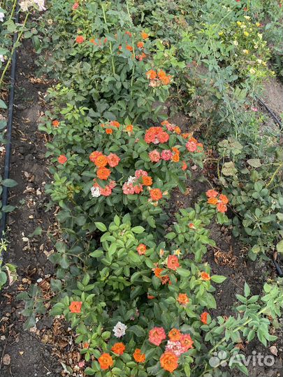 Саженцы опт