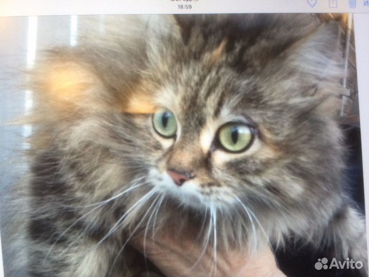 Кошка Муся (стерилизована)