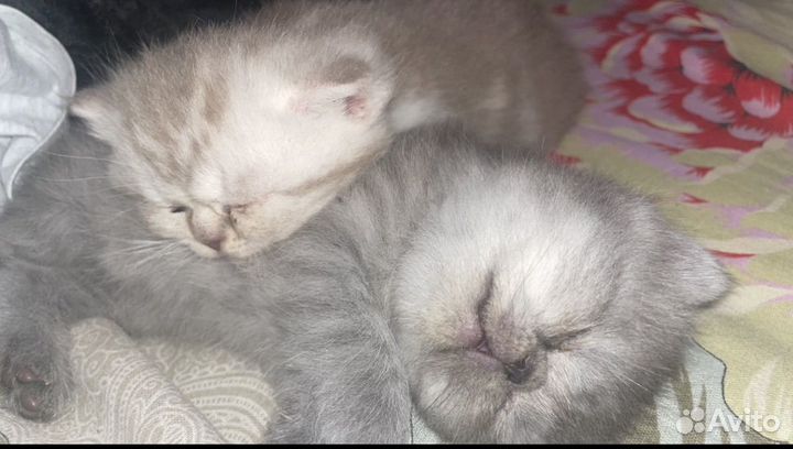 Кошка экзот