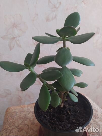 Толстянка, растёт 1 год