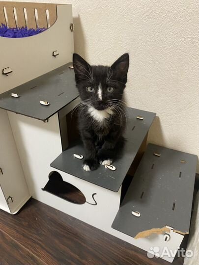 Котенок мальчик 2 месяца