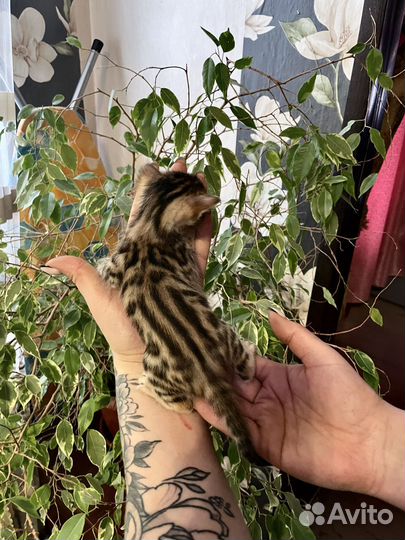 Бенгальская кошка