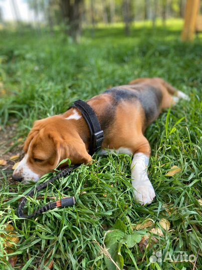 Бигль вязка