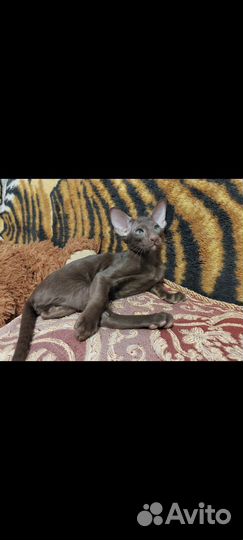 Ориентальные котята