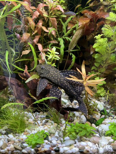 Парчовый сом