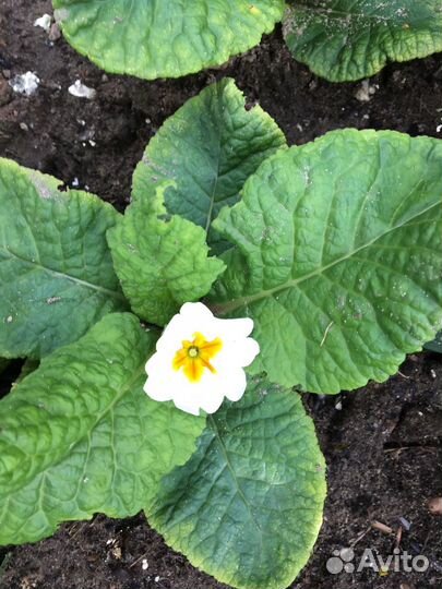 Многолетки