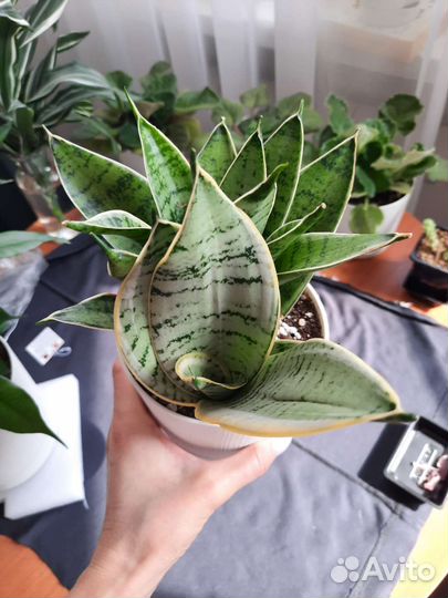 Сансевиерия ханни крем
