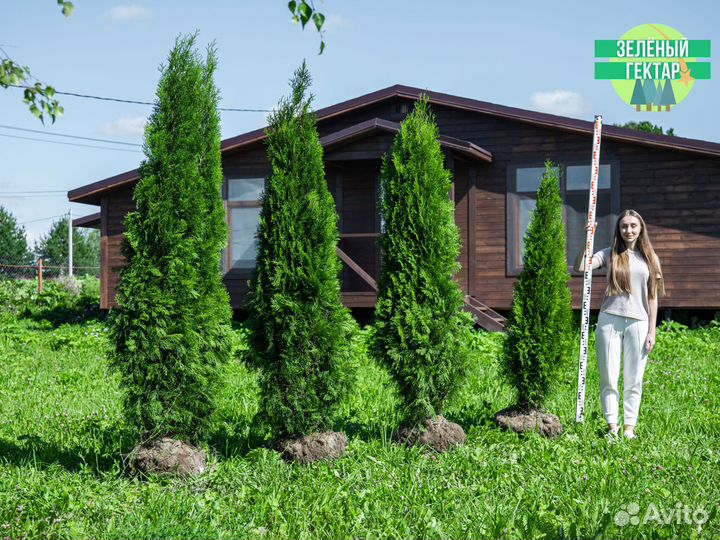 Туи 160 см