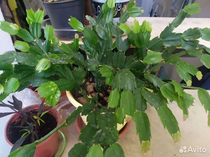 Комнатные растения