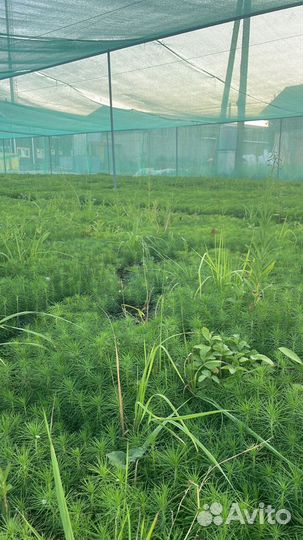 Сеянцы ели окс от производителя