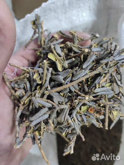 Чай саган дайля