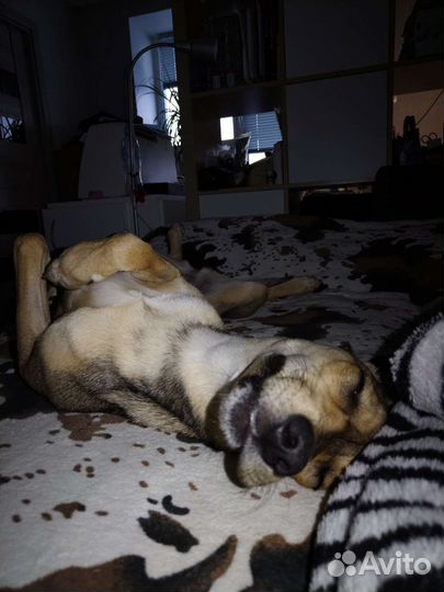 Собака в добрые руки щенок