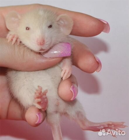 Крысята-детки породы дамбо объявление продам