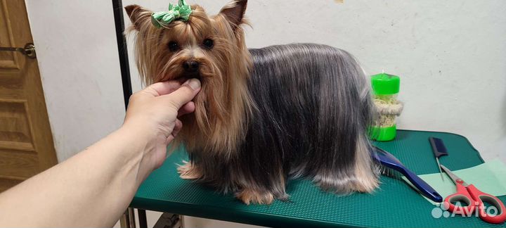 Йоркширский терьер