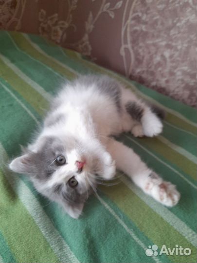 Кошка в дар