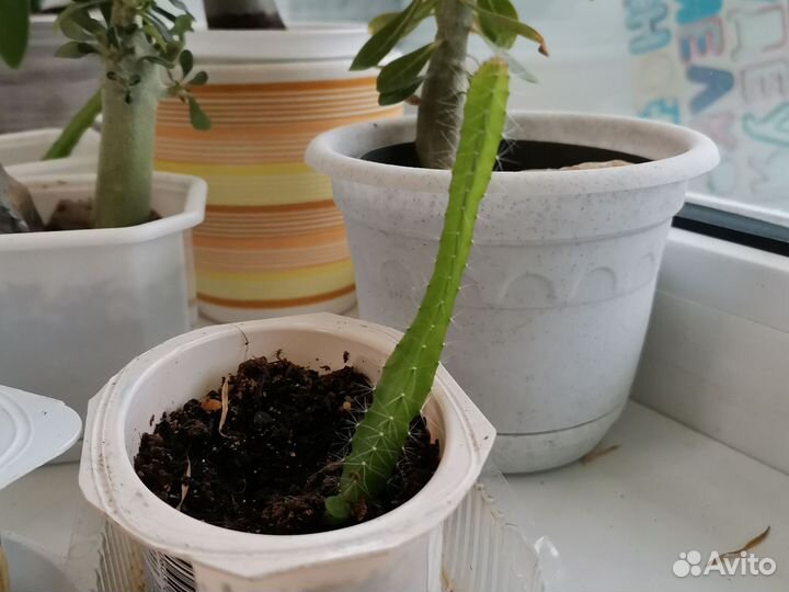 Кактус Питахайя (Питахия), рассада из семян