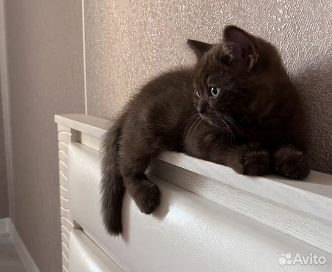 Шотланский котенок