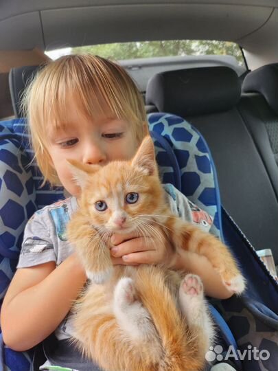 Котёнок-голубоглазка в самые добрые руки