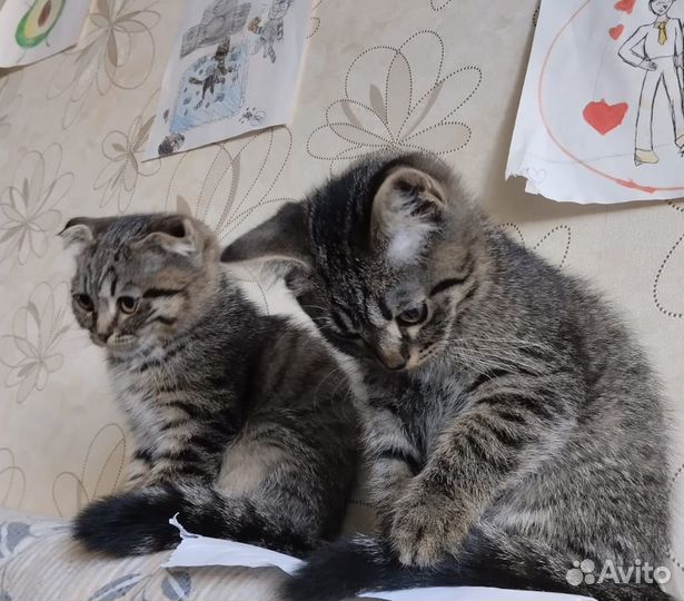 Котята в добрые руки мальчики