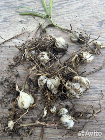 Лилия азиатская