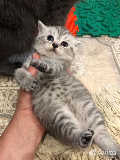 Британский котенок