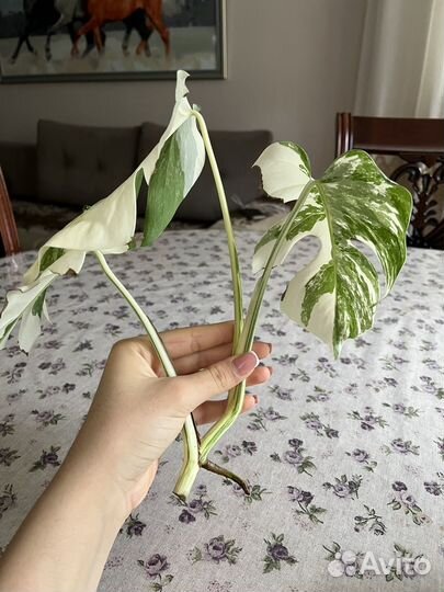 Монстера альба