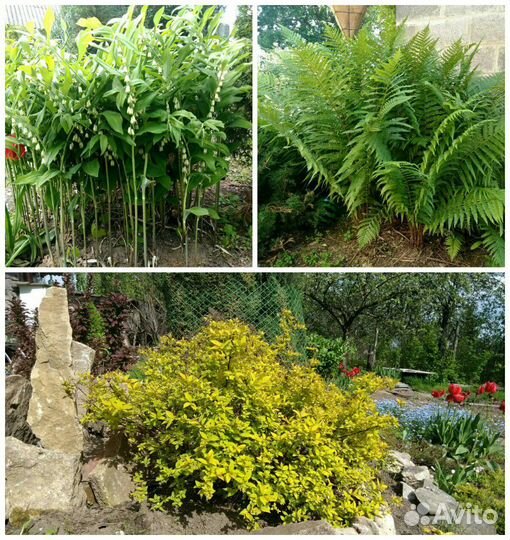 Многолетние цветы