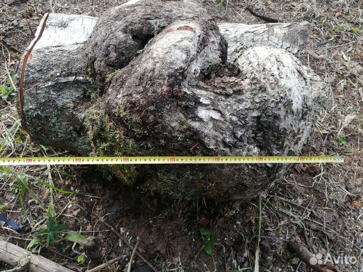 Кап берёзовый