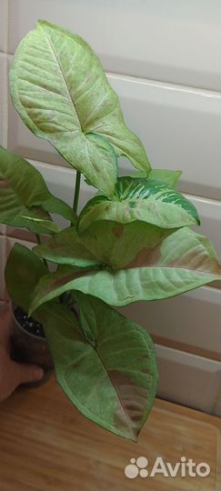 Сингониум,Пинк Сплеш,Конфетти