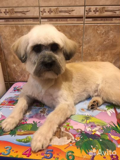 Стрижка собак