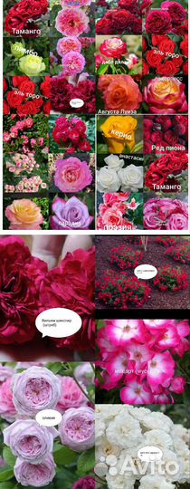 Розы