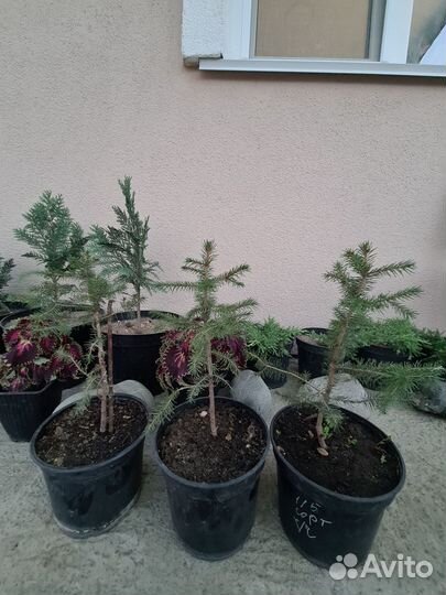 Хвойные растения