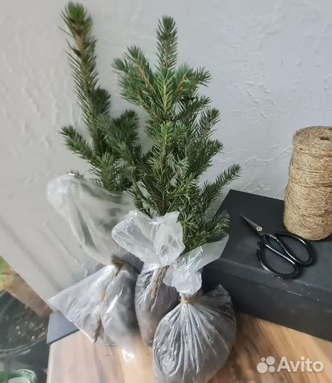 Ель голубая 3-4лет
